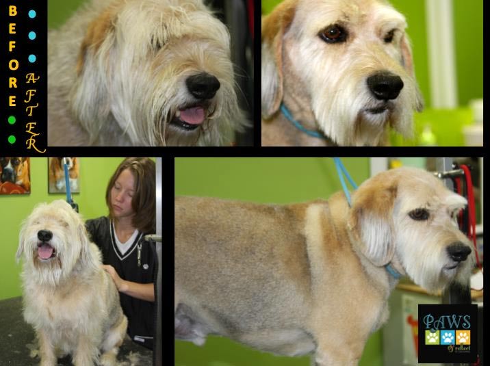 Paws and Reflect Pet Grooming Sioux Falls The Local Best