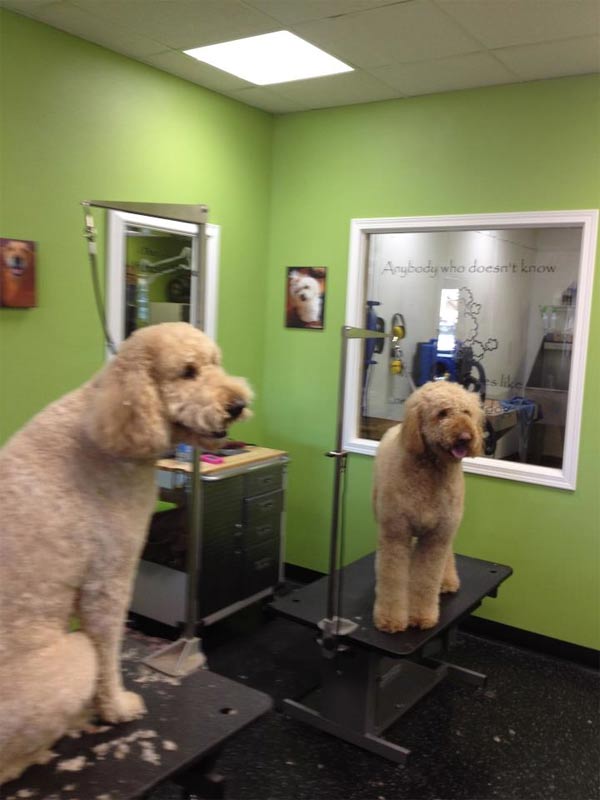 Paws and Reflect Pet Grooming Sioux Falls The Local Best
