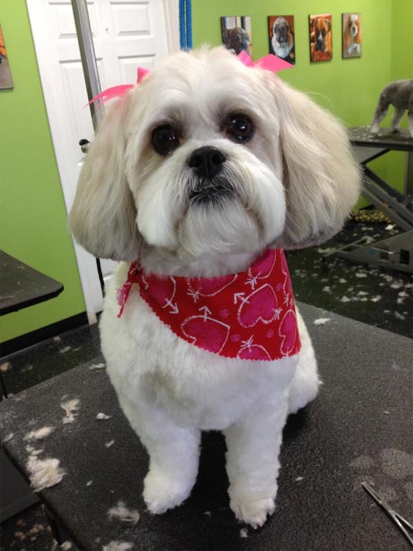 Paws and Reflect Pet Grooming Sioux Falls The Local Best