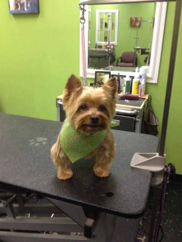 Paws and Reflect Pet Grooming Sioux Falls The Local Best
