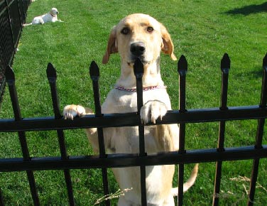 dog standing against a fence