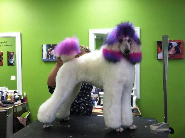 Paws and Reflect Pet Grooming | Sioux Falls | The Local Best