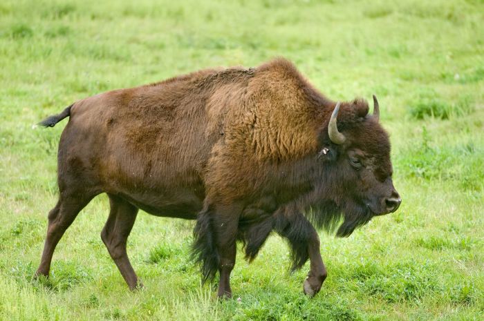 Great Plains Zoo & Delbridge Museum of Natural History | Sioux Falls ♥ ...